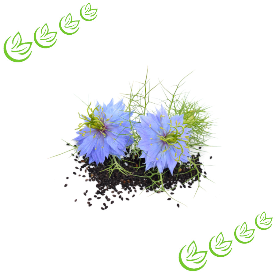 Schwarzkümmelöl kaltgepresst BIO